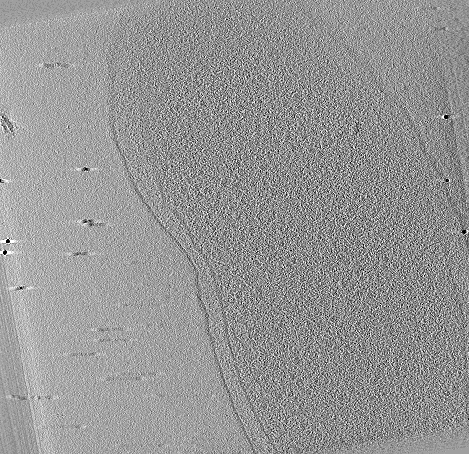 key visualization for Vibrio cholerae PM16