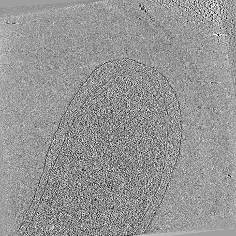 key visualization for Vibrio delta-CheA1