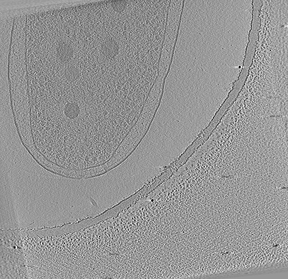 key visualization for P. aeruginosa PW1305