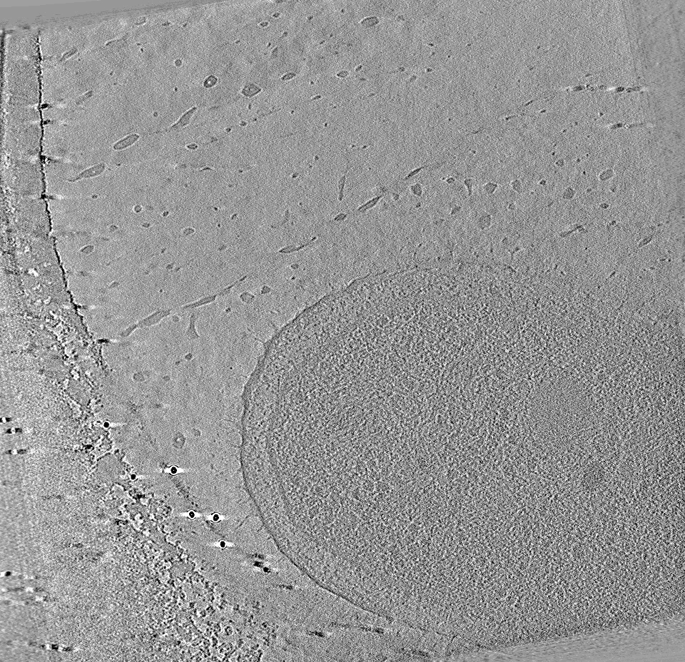 key visualization for Pseudomonas aeruginosa PAO1
