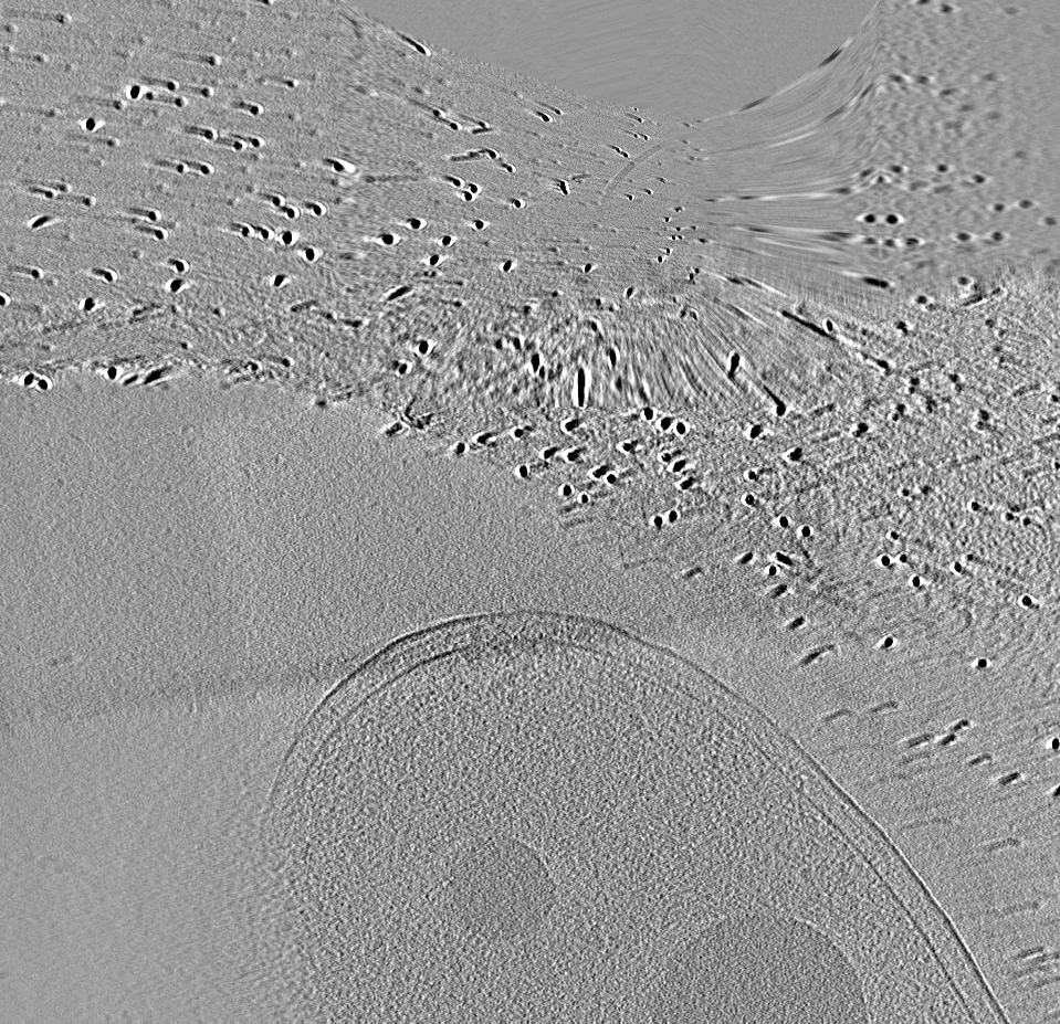 key visualization for Pseudomonas full length aer2