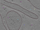 key visualization for TS_109_5