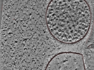 key visualization for 24nov27a_Position_109