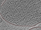 key visualization for CryoET (with Volta phase plate) of near-minimal cells Mycoplasma mycoides JCVI-Syn3A for the development of subtomogram averaging pipelines