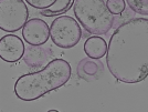 key visualization for tomogram_005