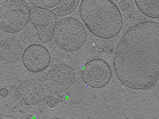 key visualization for tomogram_005