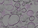 key visualization for tomogram_006
