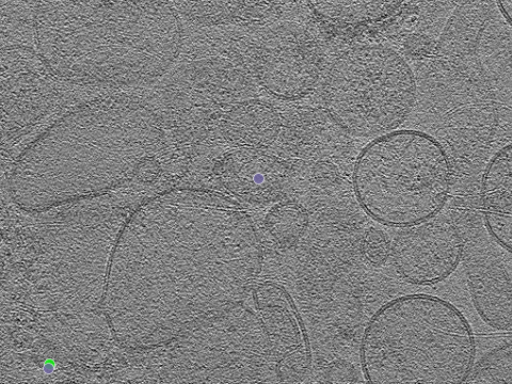 key visualization for tomogram_006