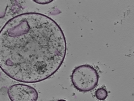 key visualization for tomogram_007
