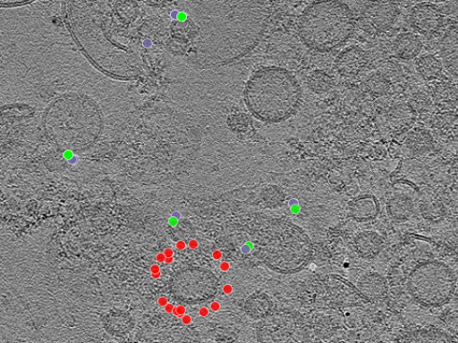 key visualization for tomogram_008