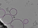 key visualization for tomogram_010