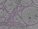 key visualization for tomogram_011