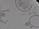 key visualization for tomogram_013
