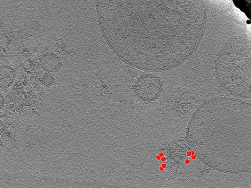 key visualization for tomogram_013