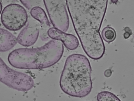 key visualization for tomogram_014