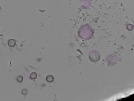 key visualization for tomogram_016