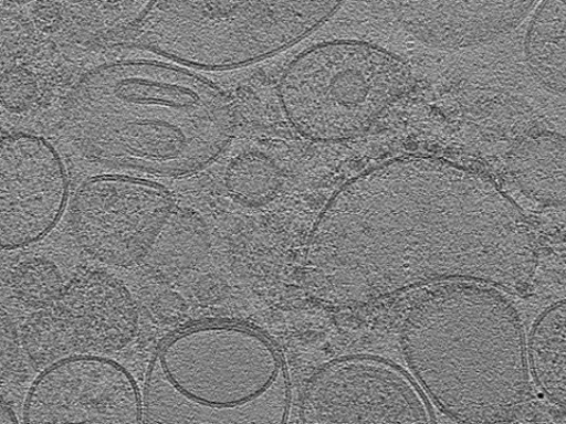 key visualization for tomogram_019