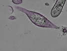 key visualization for tomogram_022