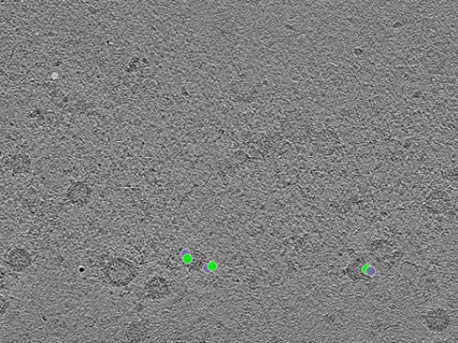 key visualization for tomogram_109
