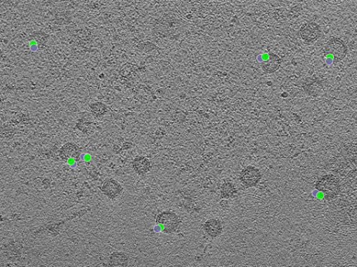 key visualization for tomogram_111