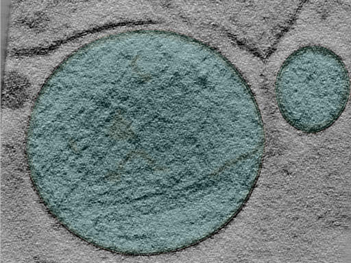 key visualization for 24apr03a_Position_100_9