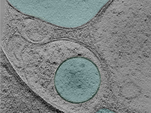 key visualization for 24aug07a_Position_12_2