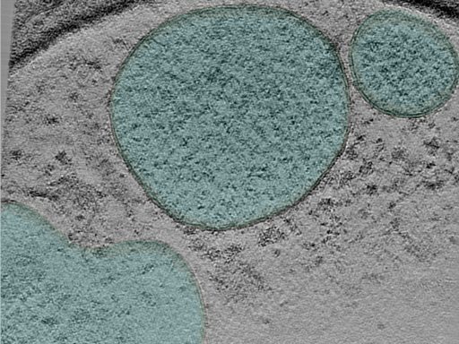 key visualization for 24aug30a_Position_10_3