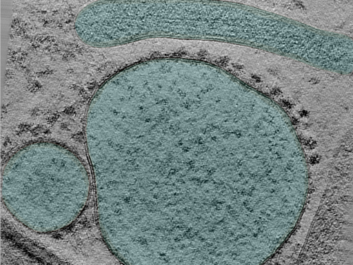 key visualization for 25jan16a_Position_100_3