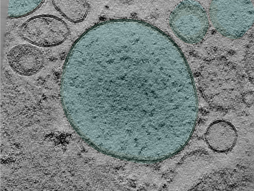 key visualization for 25jan16a_Position_101