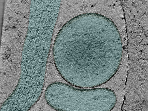 key visualization for 25mar28b_Position_102