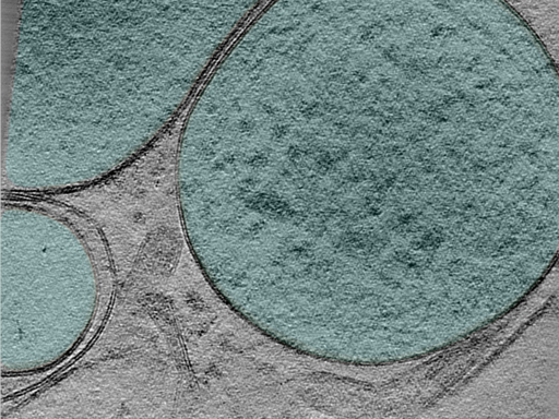 key visualization for 25mar28b_Position_102_2