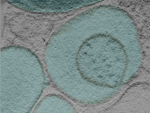 key visualization for 25mar28b_Position_102_5