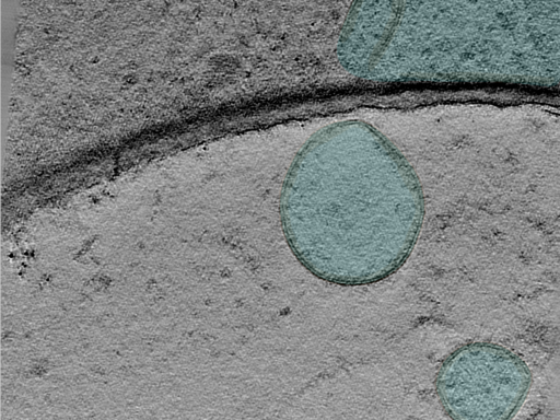 key visualization for 25mar28b_Position_102_6