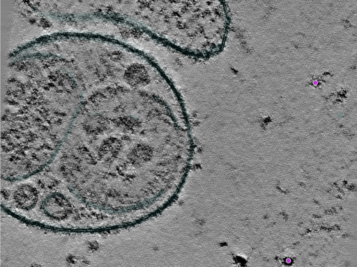 key visualization for CZII 2-protein phantom (version 1.0) with the Volta Phase Plate
