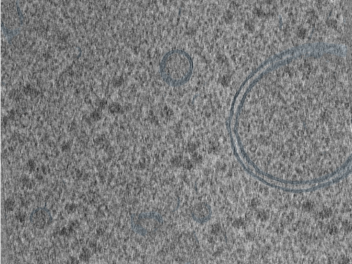 key visualization for 210610_Lamela1_Position_44