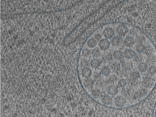 key visualization for 210610_Lamela2_Position_27