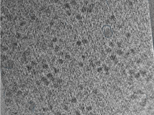 key visualization for Cryo-FIB milled S. cerevisiae lamellas without post-milling platinum sputter coating