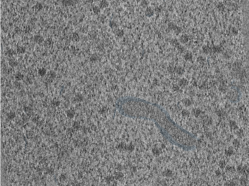 key visualization for 210614_lamella11_Position_50