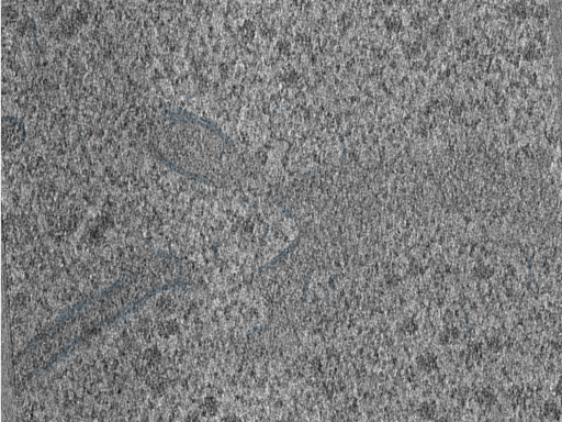 key visualization for 210614_lamella11_Position_53