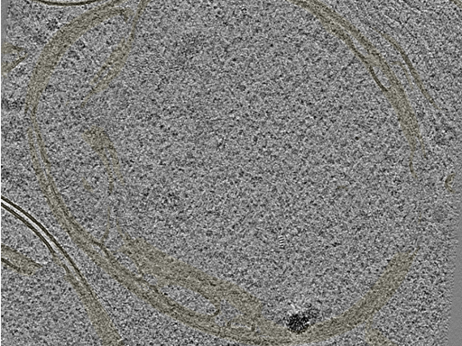 key visualization for 20230424_P5_ts_005