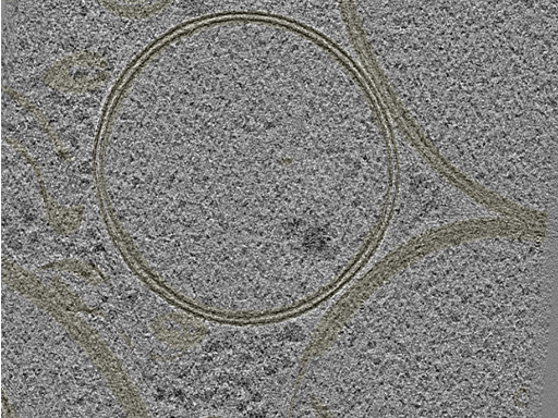 key visualization for 20230424_P5_ts_006