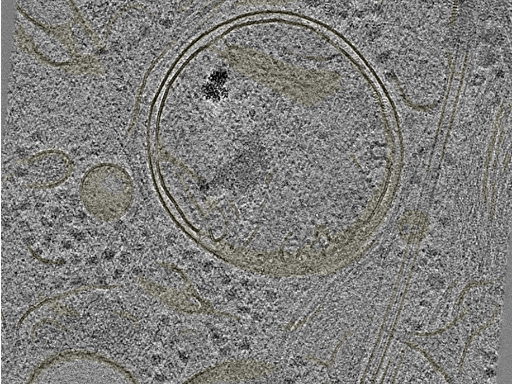 key visualization for 20230424_P6_ts_004