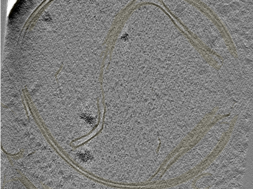 key visualization for 20230424_P6_ts_005