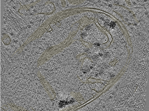 key visualization for 20230424_P6_ts_006