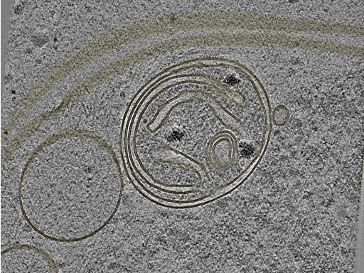 key visualization for 20230424_P6_ts_007