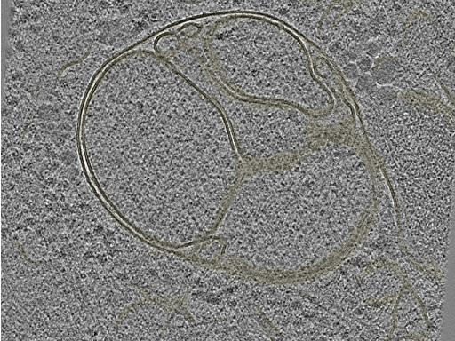 key visualization for 20230424_P8_ts_004