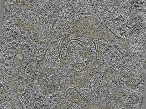 key visualization for 20220718_P11_ts_005