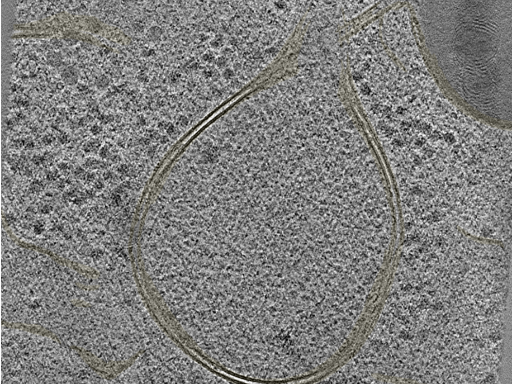 key visualization for 20220718_P11_ts_007