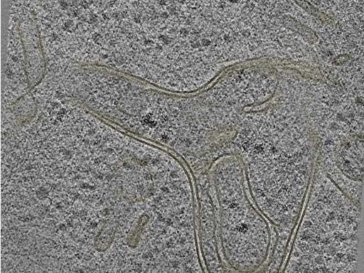 key visualization for 20220718_P11_ts_008