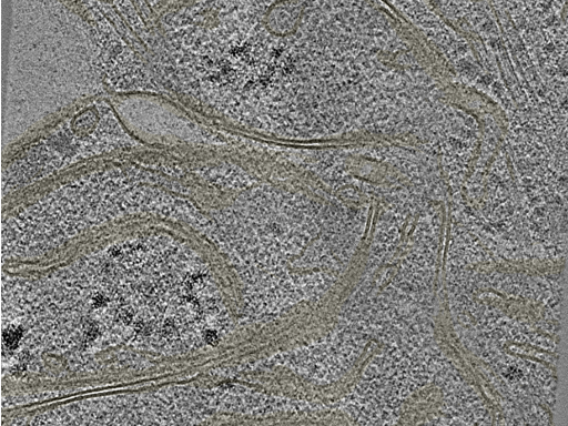 key visualization for 20220718_P13_ts_002